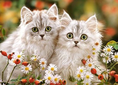 Castorland B-222131 Persian Kittens, Puzzle 200 Teile