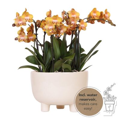 Oranje plantenset in Gummy dish incl waterreservoir | drie oranje orchideeën | Mo..