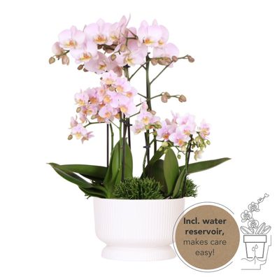 Kolibri Orchids | rosa Pflanzenset in weißer Diabolo-Schale inkl Wasserreservoir ..