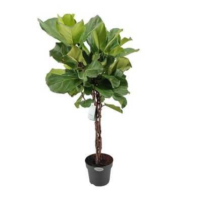 Ficus Lyrata - Ø24cm - 100cm - Zimmerpflanze - Immergrün