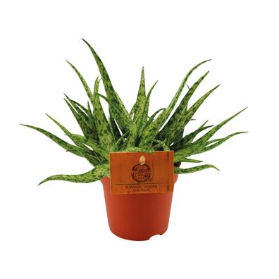 Aloe Spider | Ø105cm | 15cm | Pflanze