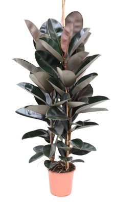 Gummibaum ca. 130-160 cm 3 Pflanzen im Topf Ficus elastica Abidjan Zimmerpflanze