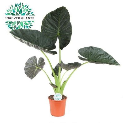 Alocasia Regal Shield - Ø24cm - 105cm - Zimmerpflanze - Immergrün
