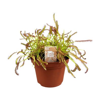 Drosera Capensis | Ø12cm | 17cm | Pflanze