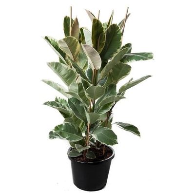 Weissbunter Gummibaum 3 Pflanzen im Topf ca.120 cm Ficus elastica Tineke