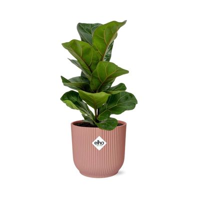 Ficus Lyrata ‘Bambino’ in ELHO Vibes Fold roze | Ø14cm | 30cm | Pflanze