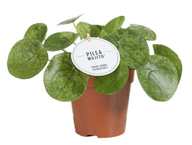 Pilea Mojito - Ø13cm - 20cm - Zimmerpflanze - Immergrün