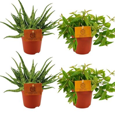 2x Aloe Spider + 2x Peperomia Ang Rocca Vivace | Ø10,5cm | 10cm | Pflanze