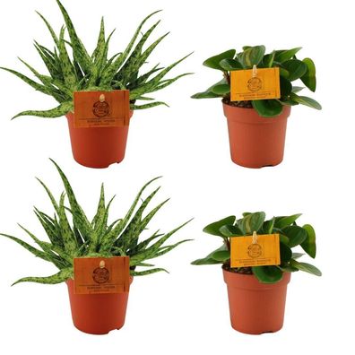 2x Aloe Spider + 2x Peperomia Obtipan Green | Ø10,5cm | 10cm | Pflanze