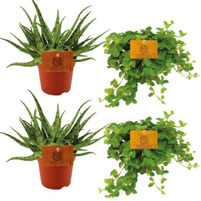 2x Aloe Spider + 2x Peperomia Rotundifolia | Ø10,5cm | 10cm | Pflanze