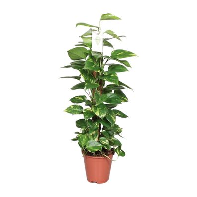 Epipremnum Pinnatum Mosstok Scindapsus - Ø19cm - 80cm - Zimmerpflanze - Immergrün