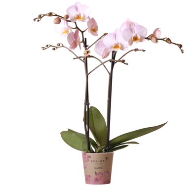 Kolibri Orchids | rosa Phalaenopsis Orchidee -Mineral Kikion - Topfgröße | blüh..