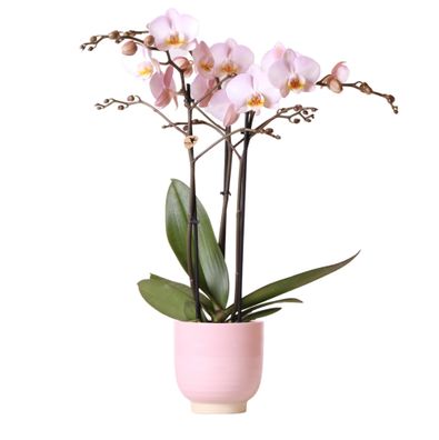 Kolibri Orchids | Rosa Phalaenopsis-Orchidee im rosa glasierten Topf - Topfgröße..