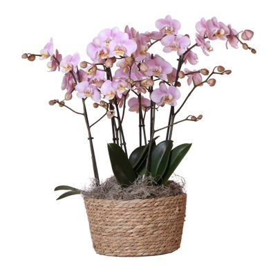 Kolibri Orchids | Komplettes Orchideen-Set im Schilfkorb | drei Kikkion-Orchideen ..