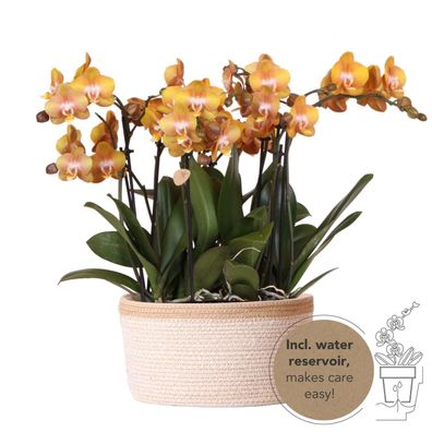 Kolibri Orchids | orange Orchideen-Set im Baumwollkorb inkl Wassertank | drei oran..