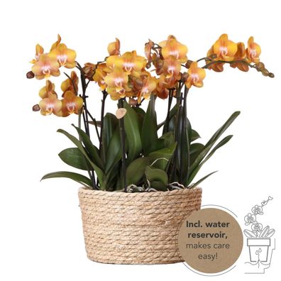 Kolibri Orchids | orange Orchideen-Set im Schilfkorb inkl Wassertank | drei orange..