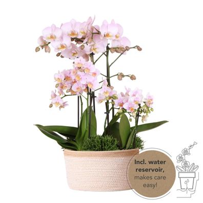 Kolibri Orchids | rosa Pflanzenset im Baumwollkorb inkl Wassertank | drei rosa Orc..