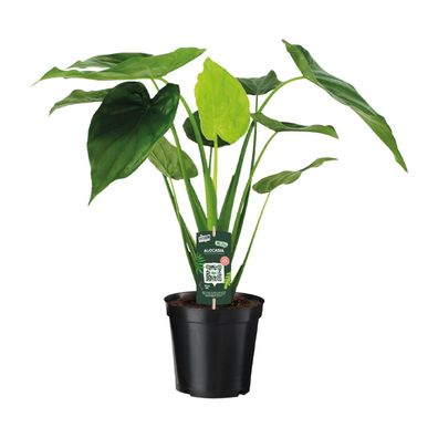 Alocasia Cucullata - Olifantsoor - Ø19cm - 55cm - Zimmerpflanze - Immergrün
