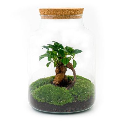 Flaschengarten - Milky mit bonsai Normal - Ø21cm - 30cm - Ökosystem & Terrarium
