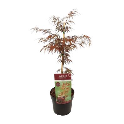 Acer palm 'Garnet' - Ø19cm - 40cm - Gartenpflanze