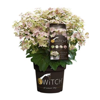 Hydrangea pan '(S)witch Ophelia' - Ø19cm - 25cm - Gartenpflanze