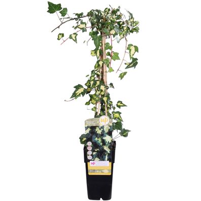 Hedera helix 'Goldheart' - Efeu gelb-grün - Ø15cm - 65cm - Gartenpflanze