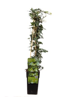 Hedera helix - Efeugrün - Ø15cm - 65cm - Gartenpflanze
