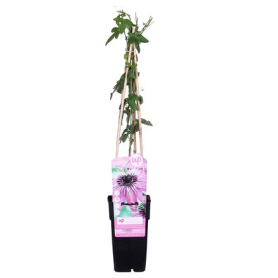 Passiflora 'Purple Haze' - Passionsblume Violett - Ø15cm - 65cm - Gartenpflanze