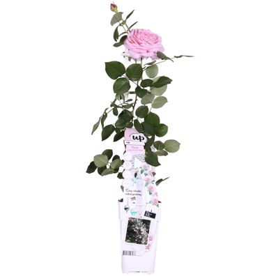 Rosa Crazy in love 'Pink' - Rosa Rose - Ø15cm - 65cm - Gartenpflanze