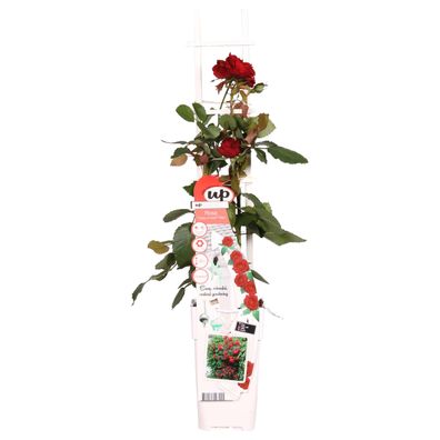 Rosa Crazy in love 'Red' - Rote Rose - Ø15cm - 65cm - Gartenpflanze