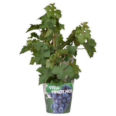 Vitis Pixie Pinot Noir - Ø14cm - 30cm - Gartenpflanze - Gemüse & Obst