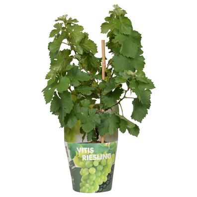 Vitis Pixie Riesling - Ø14cm - 30cm - Gartenpflanze - Gemüse & Obst