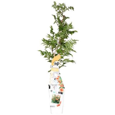 Campsis Indian Summer - Trompetenblume Orange - Ø15cm - 65cm - Gartenpflanze
