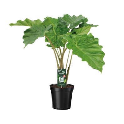 Alocasia Portodora - 21 - Ø80cm - 80cm - Zimmerpflanze - Immergrün