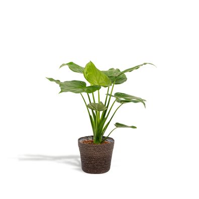 Alocasia Cucullata + Korb Igmar - Ø19cm - 65cm - Zimmerpflanze - Immergrün