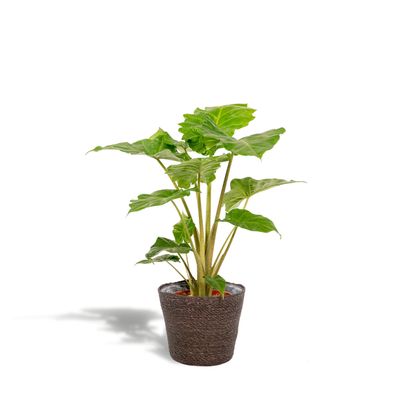Alocasia Portodora + Korb Igmar - Ø21cm - 80cm - Zimmerpflanze - Immergrün