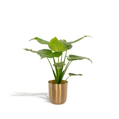 Alocasia Cucullata + Topf Mayk Gold - Ø19cm - 65cm - Zimmerpflanze - Immergrün