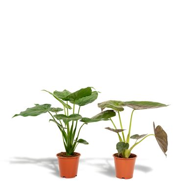 Alocasia Cucullata + Alocasia Wentii - Ø19cm - 60cm - Zimmerpflanze - Immergrün