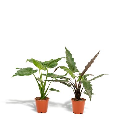 Alocasia Cucullata Alocasia Lauterbachiana - 75 | Ø19cm | 60cm | Pflanze