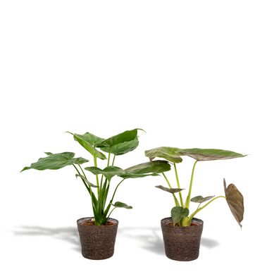 Alocasia Cucullata + Alocasia Wentii + Korb Igmar - Ø19cm - 60cm - Zimmerpflanze ..
