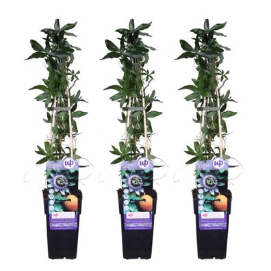 3x - Passiflora caerulea - Ø15cm - 65cm - Gartenpflanze - Multideal