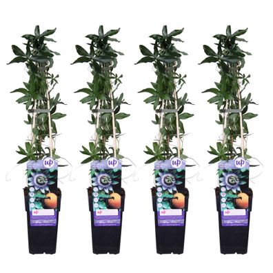 4x - Passiflora caerulea - Ø15cm - 65cm - Gartenpflanze - Multideal