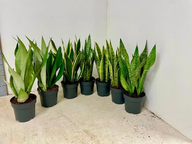 3 Stück Sansevieria mix 50-60 cm Bogenhanf bessere Raumluft Zimmerpflanze