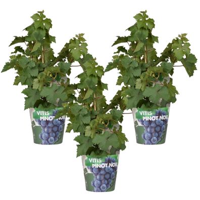 3x - Vitis Pixie 'Pinot Noir' - Ø14cm - 30cm - Gartenpflanze - Multideal