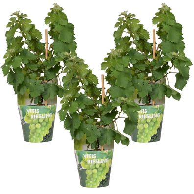 3x - Vitis Pixie 'Riesling' - Ø14cm - 30cm - Gartenpflanze - Multideal