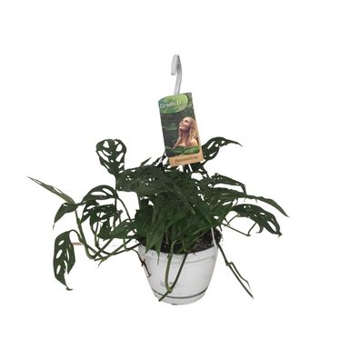 Monstera Obliqua | Ø17cm | 40cm | Pflanze