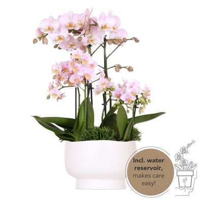Kolibri Orchids | rosa Pflanzenset in Scandic-Schale inkl Wasserreservoir | drei r..