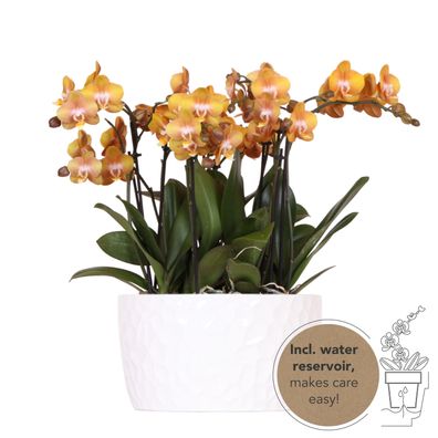 Kolibri Orchids | orange Orchideen-Set in Honigschale inkl Wasserreservoir | drei ..