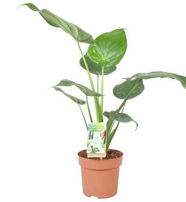 Alocasia Cucullata - Ø17cm - 60cm - Zimmerpflanze - Immergrün