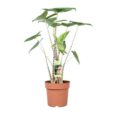 Alocasia Zebrina - Ø21cm - 80cm - Zimmerpflanze - Immergrün